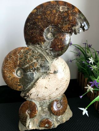 22.  5ibrare Ancient Ammonite Fossil Crystalline Specimen From Madagascar