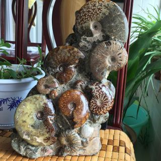 13.  6kg Ancient Ammonite Fossil Crystalline Specimen From Madagascar