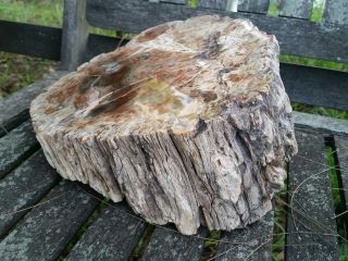 Petrified Wood Ancient Slab Fossil Interior Decor Huge Mineral Natural Polished