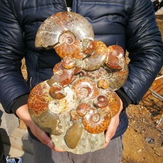 28.  8lb Top Ancient Ammonite Fossil Crystalline Specimen From Madagascar