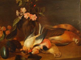 LARGE 17th Century FLEMISH STILL LIFE FRUIT BIRDS ON TABLE Antique Oil Painting 9