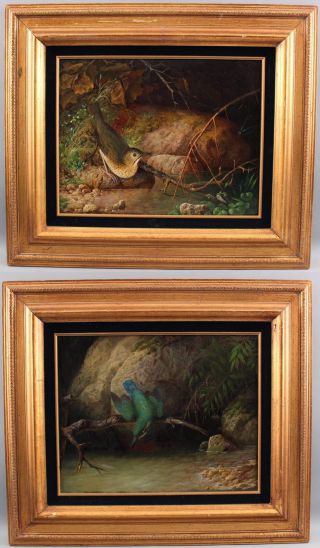 Pr Antique 19thc Realist Ornithology Oil Paintings Kingfisher & Sandpiper Bird