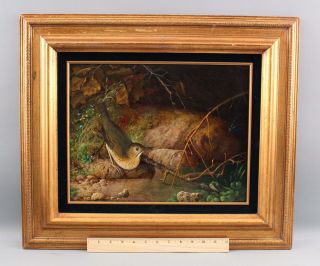 Pr Antique 19thC Realist Ornithology Oil Paintings KINGFISHER & SANDPIPER Bird 2