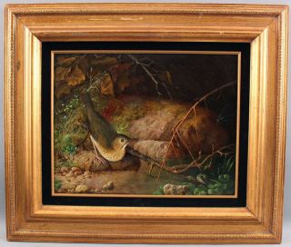 Pr Antique 19thC Realist Ornithology Oil Paintings KINGFISHER & SANDPIPER Bird 3