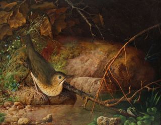 Pr Antique 19thC Realist Ornithology Oil Paintings KINGFISHER & SANDPIPER Bird 4