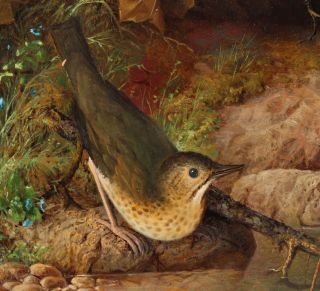 Pr Antique 19thC Realist Ornithology Oil Paintings KINGFISHER & SANDPIPER Bird 5
