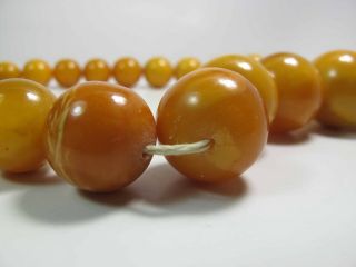 Antique Round Egg Yolk Baltic Amber Necklace w/ 30 - MM Center Bead 137.  5 Grams 8