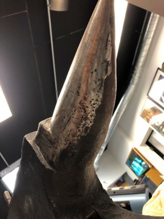 Antique Peter Wright 157 Pound Anvil Blacksmith Tool 12