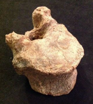 Old Ancient Dinosaur Bone Fossil Rare Vertebrae