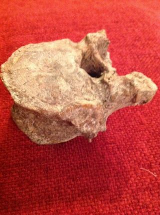 Old Ancient Dinosaur Bone Fossil Rare Vertebrae 5