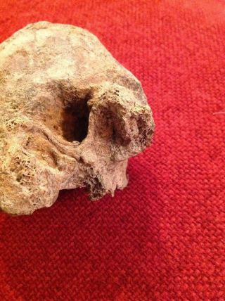 Old Ancient Dinosaur Bone Fossil Rare Vertebrae 6