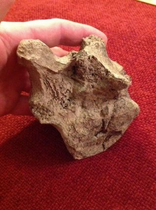 Old Ancient Dinosaur Bone Fossil Rare Vertebrae 7