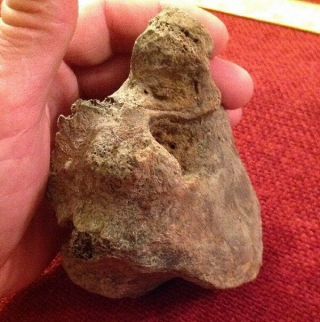 Old Ancient Dinosaur Bone Fossil Rare Vertebrae 8