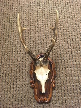 Large Strong Antler On Wooden Handcarved Black Forest Plaque Stag Horn Taxidermy