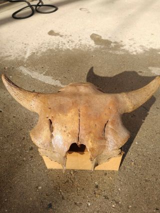 Buffalo Skull Bison Skull Ancient 5