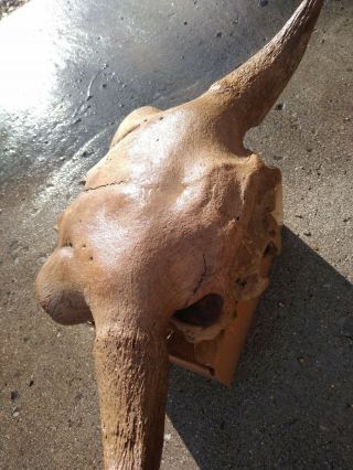 Buffalo Skull Bison Skull Ancient 7