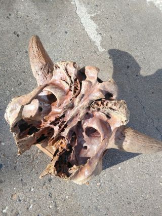 Buffalo Skull Bison Skull Ancient 8