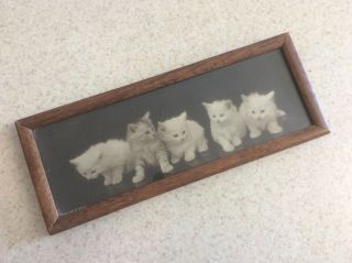 Vintage Or Antique Fine Art Print Kitten Picture Old Kitty Framed Cute