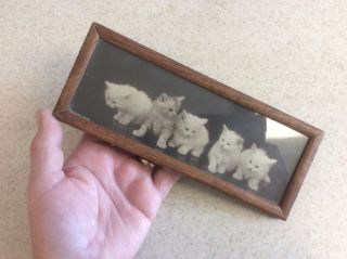 Vintage or antique fine art print kitten picture old kitty framed cute 4