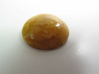 Antique 2 1/4 - Inch Diameter Egg Yolk Baltic Amber Brooch / Pin 20.  8 Grams 4