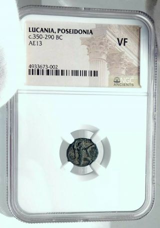 Ancient Greece Poseidonia Lucania Bc 350 - 290 Ngc Vf