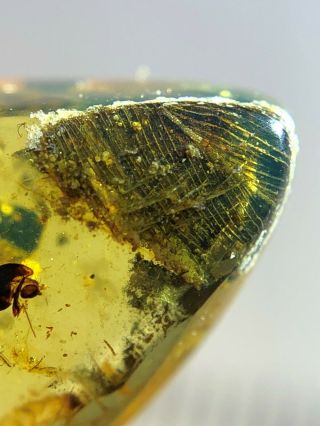 Rare Unique Ancient Bird Feather Burmite Myanmar Amber Insect Fossil Dinosaur Ag