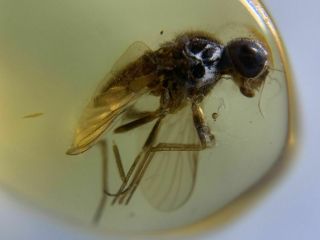 Big Unique Ancient Fly Burmite Myanmar Burmese Amber Insect Fossil Dinosaur Age