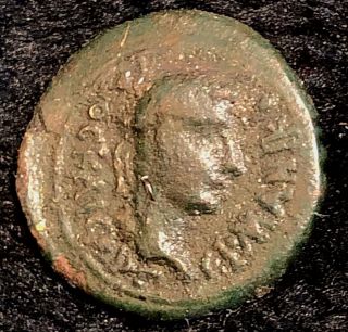 Caligula 37 - 41ad Ancient Roman Ae 16 Lydia Panther 2.  43g