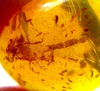 Rare Ancient Scorpion Burmite Myanmar Burmese Amber Insect Fossil Dinosaur Age