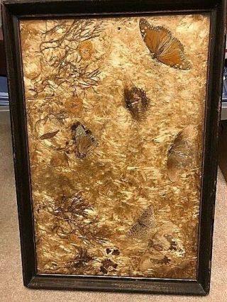 Vintage Real Butterfly Wing Art Leaf Serving Wood Tray Or Picture Frame 19 X 13
