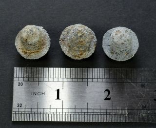 M17 Egg Hand Grenade/ Kugel Transportation Plugs German Empire Eierhandgranate 2