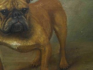 Early 20th Century English British Bulldog Dog Portrait Antique Oil Painting 10