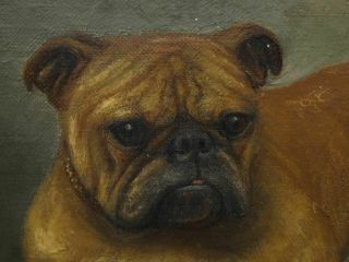 Early 20th Century English British Bulldog Dog Portrait Antique Oil Painting 11