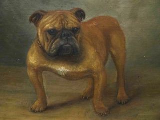 Early 20th Century English British Bulldog Dog Portrait Antique Oil Painting 5