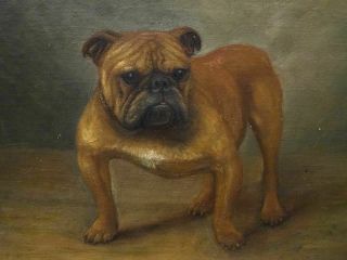 Early 20th Century English British Bulldog Dog Portrait Antique Oil Painting 6