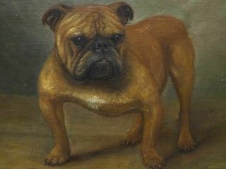 Early 20th Century English British Bulldog Dog Portrait Antique Oil Painting 7