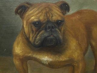 Early 20th Century English British Bulldog Dog Portrait Antique Oil Painting 8