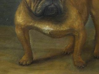 Early 20th Century English British Bulldog Dog Portrait Antique Oil Painting 9