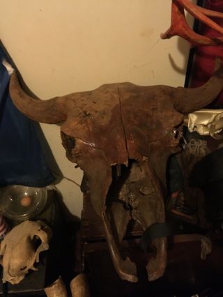 Buffalo Skull Ancient Found In The Omlahoama Arkansas River Crossing