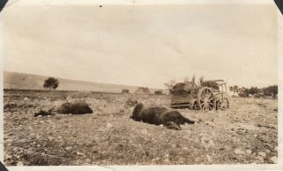 Wwi Snapshot Photo German Horses Killed Wagon Wrecked Champagne 46