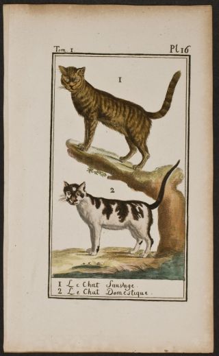 Buffon - Cat.  1 - 016 - 1790 Planches Pour L 