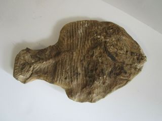 Antique Ancient Large 12 Inch Relic Fossil Fossilized Fish Unknown Specimen Old