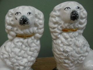 Pr 19thc STAFFORDSHIRE MINIATURE WHITE POODLES IN SITTING POSE C.  1860 2