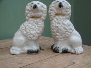 Pr 19thc STAFFORDSHIRE MINIATURE WHITE POODLES IN SITTING POSE C.  1860 3