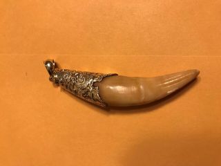 Antique 10k Gold Tiger Canine Tooth Pendant