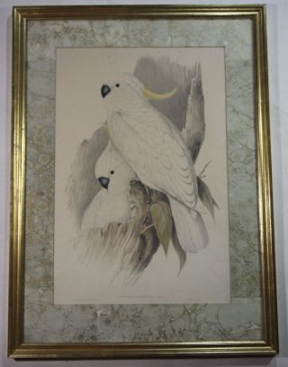 Cacatua Galerita Rare Antique John Gould Lithograph Cackatoo Bird Print