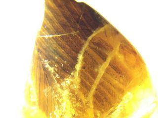 Rare Ancient Bird Feather Burmite Myanmar Burma Amber Insect Fossil Dinosaur Age