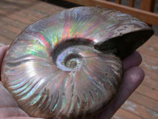 Sis: Exquisite Rainbow Fire 5 " Ancient Iridescent Ammonite - Flashy