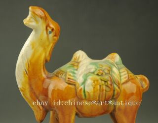 Old Chinese Dynasty Tang San Cai porcelain Auspicious camel Llama Statue b02 2