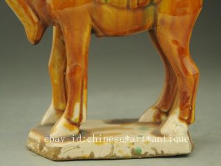 Old Chinese Dynasty Tang San Cai porcelain Auspicious camel Llama Statue b02 3